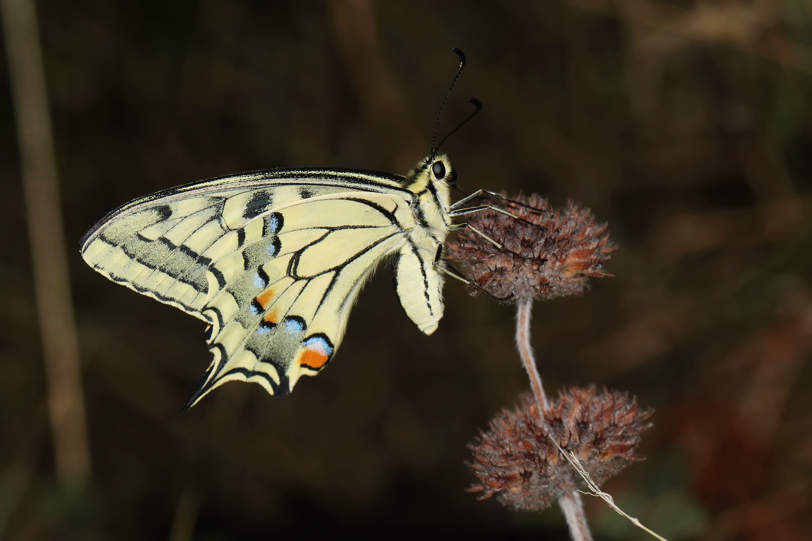 Papilio machaon