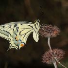 Papilio machaon