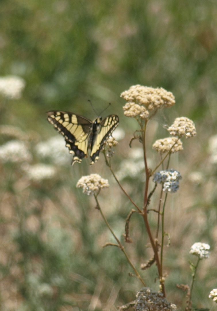 Papilio machaon