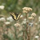 Papilio machaon