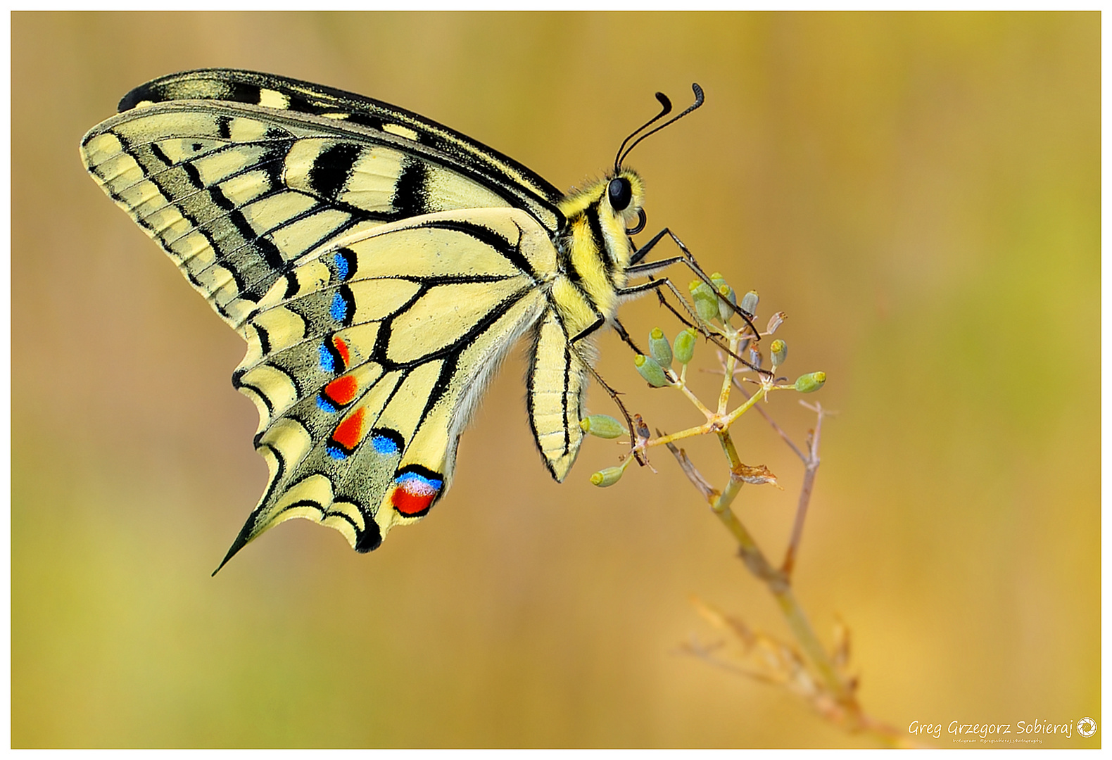 Papilio machaon