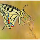 Papilio machaon