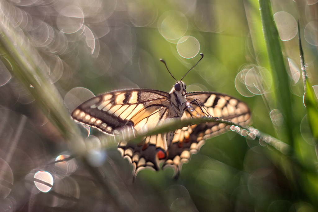 Papilio Màchaon