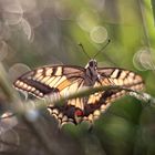 Papilio Màchaon