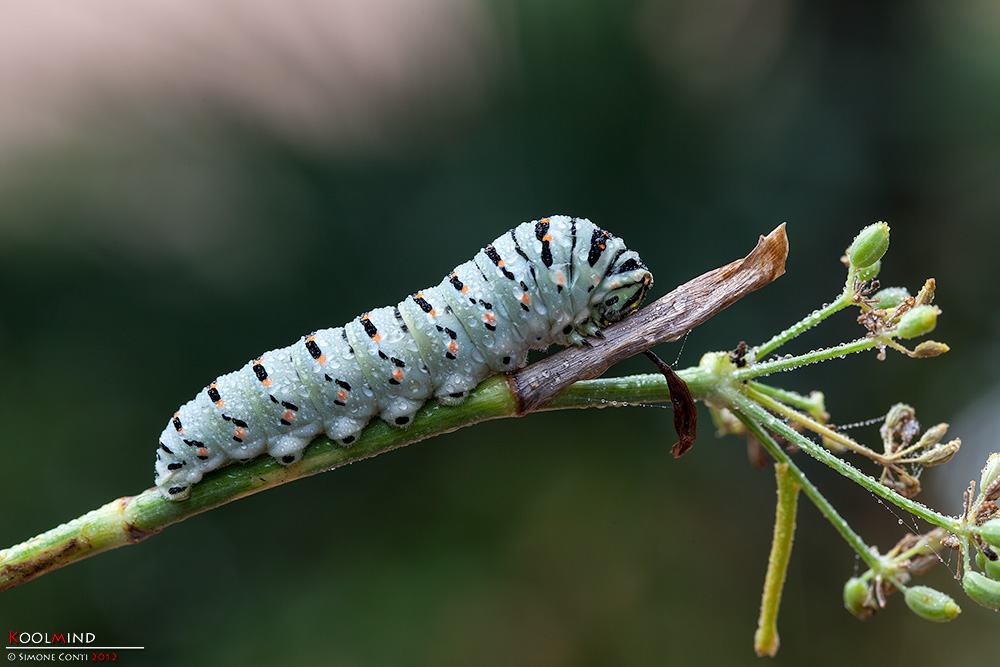 Papilio Machaon, again!