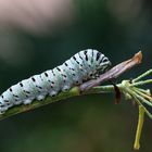 Papilio Machaon, again!