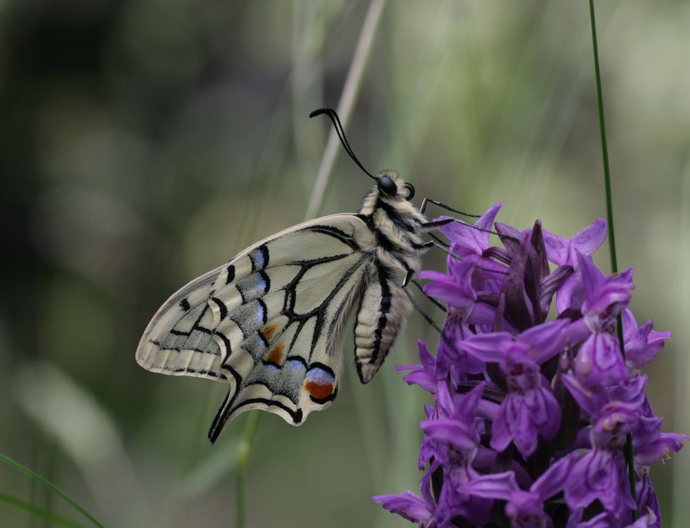 Papilio machaon an Orchidee