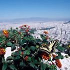 Papilio machaon. Athens, Greece.