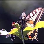 Papilio machaon