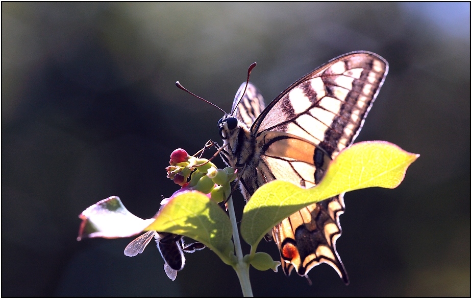 Papilio machaon