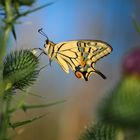 Papilio machaon