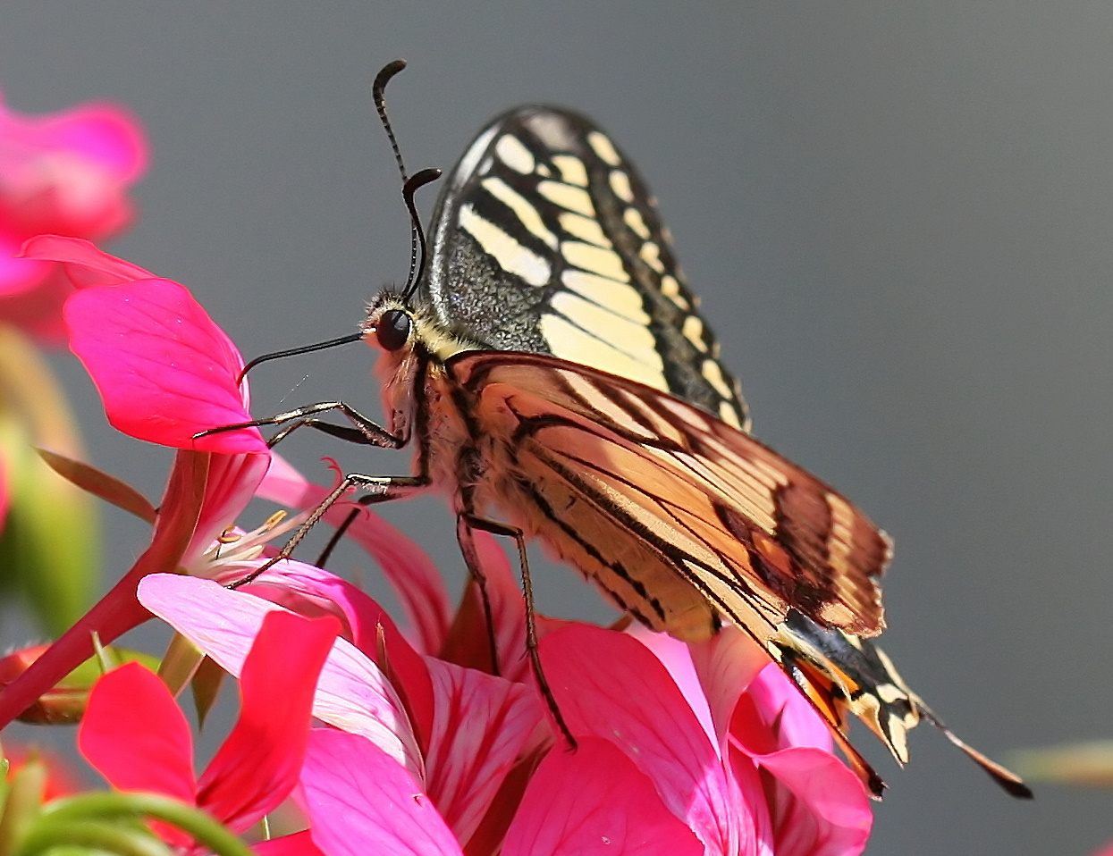 Papilio machaon