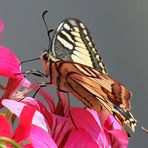 Papilio machaon