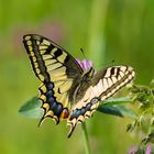 Papilio machaon