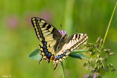 Papilio machaon