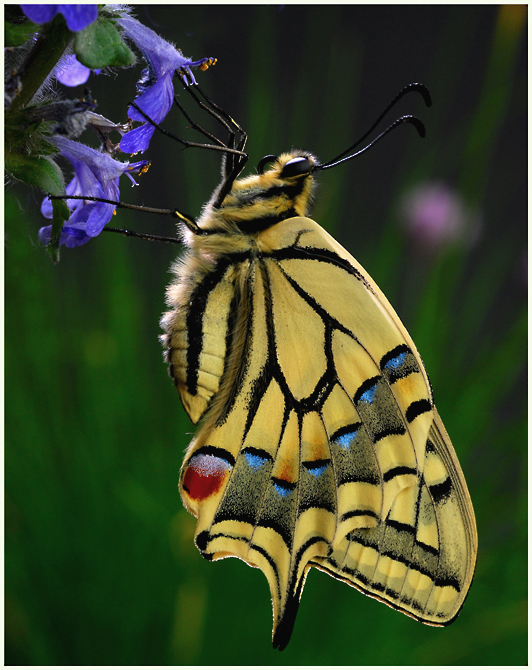 Papilio machaon