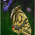 Papilio machaon