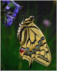 Papilio machaon