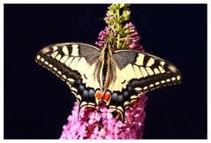 Papilio machaon