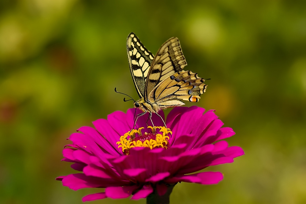 Papilio Machaon