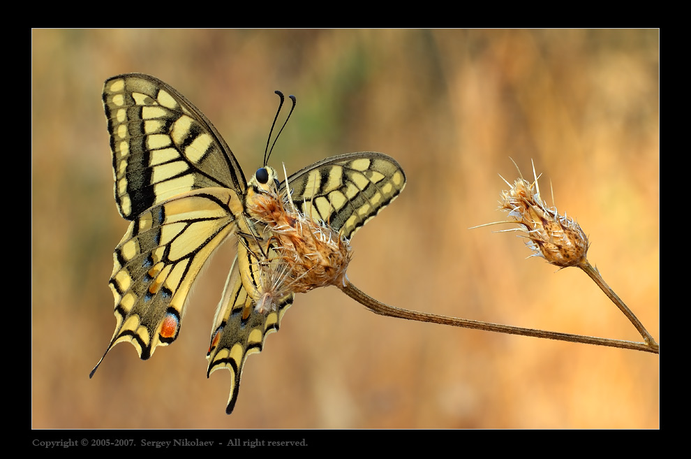 Papilio machaon