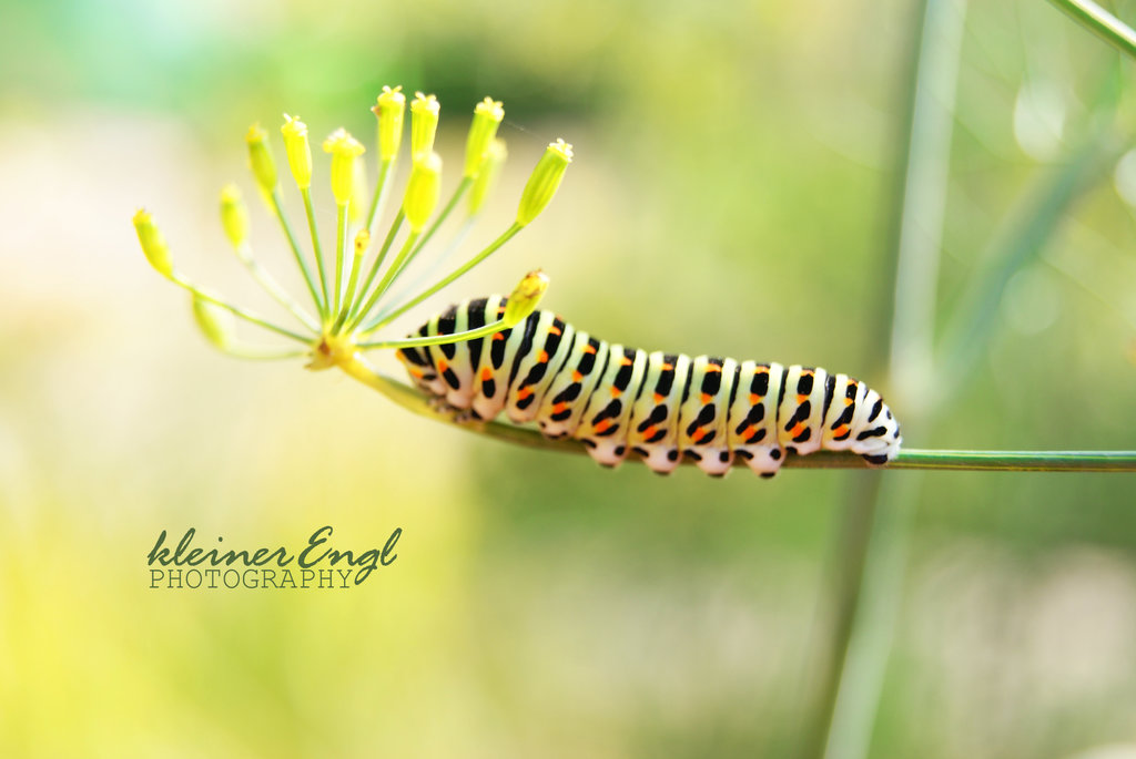 Papilio machaon