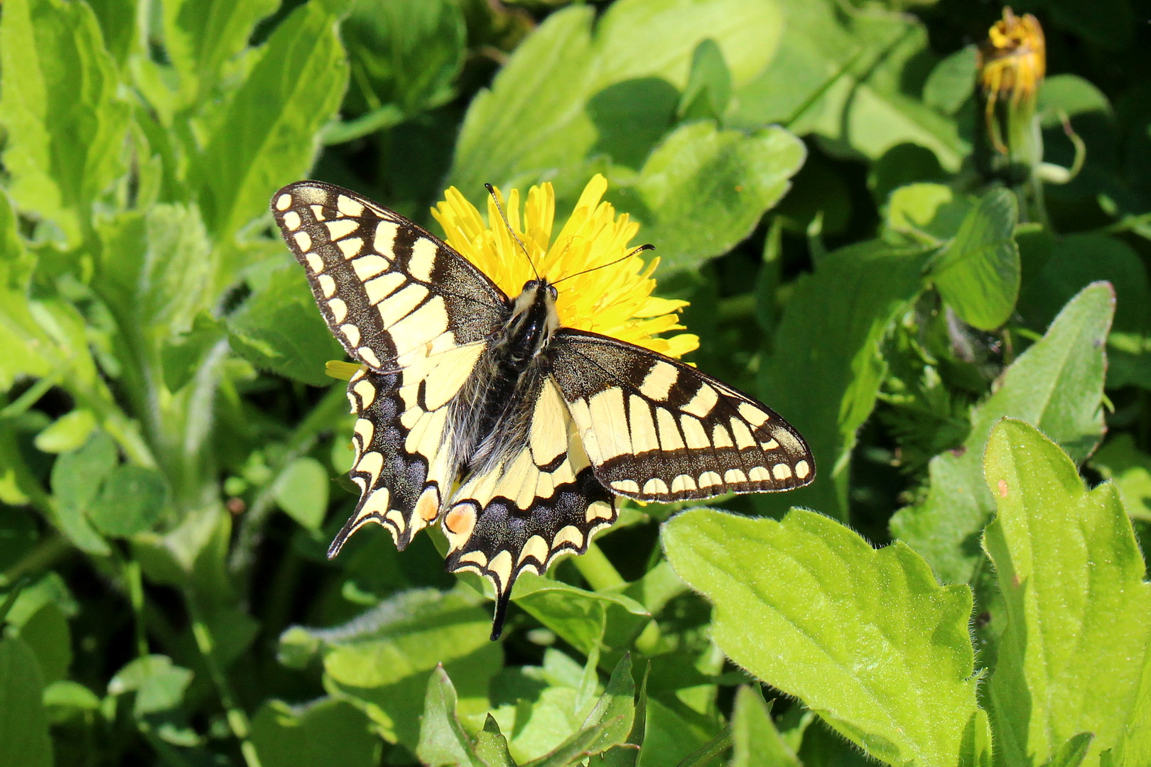 Papilio machaon