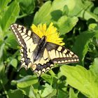 Papilio machaon