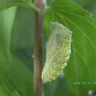 Papilio Machaon