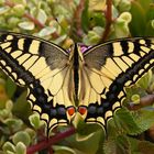 Papilio machaon