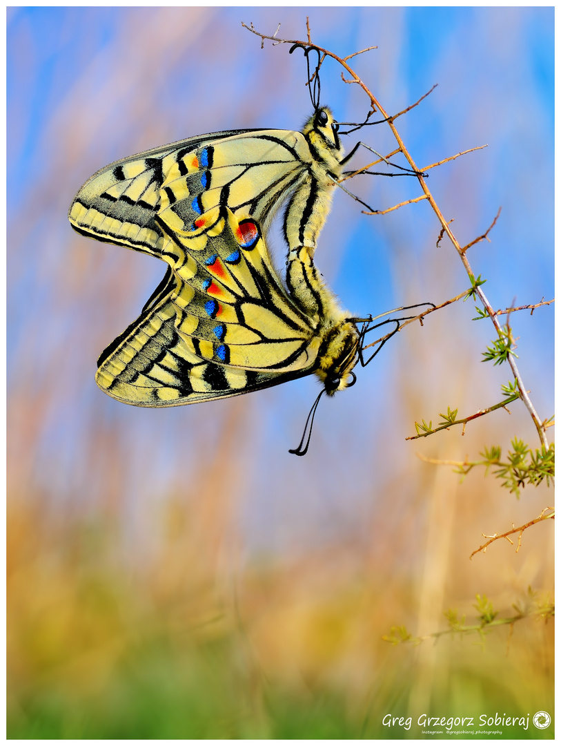 Papilio machaon 