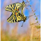 Papilio machaon 