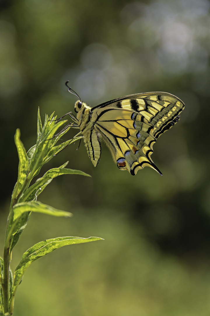 Papilio machaon