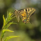 Papilio machaon