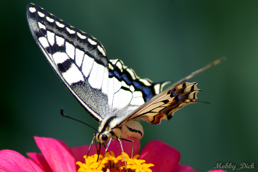 Papilio machaon britannicus