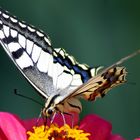 Papilio machaon britannicus