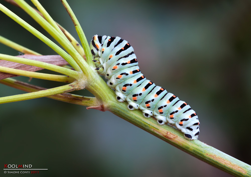 Papilio Machaon - bruco al II stadio