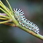 Papilio Machaon - bruco al II stadio