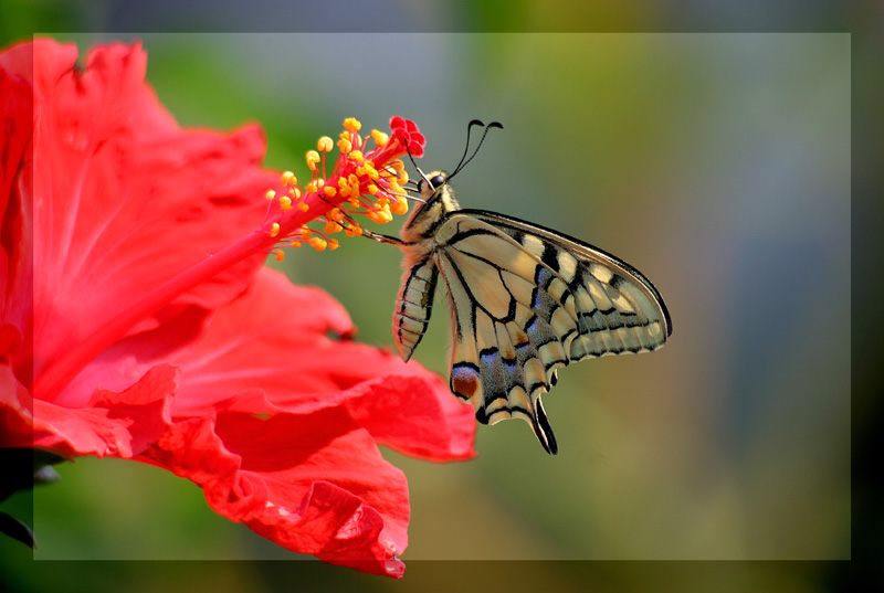 Papilio machaon