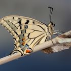 Papilio Machaon