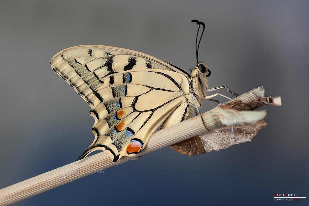 Papilio Machaon