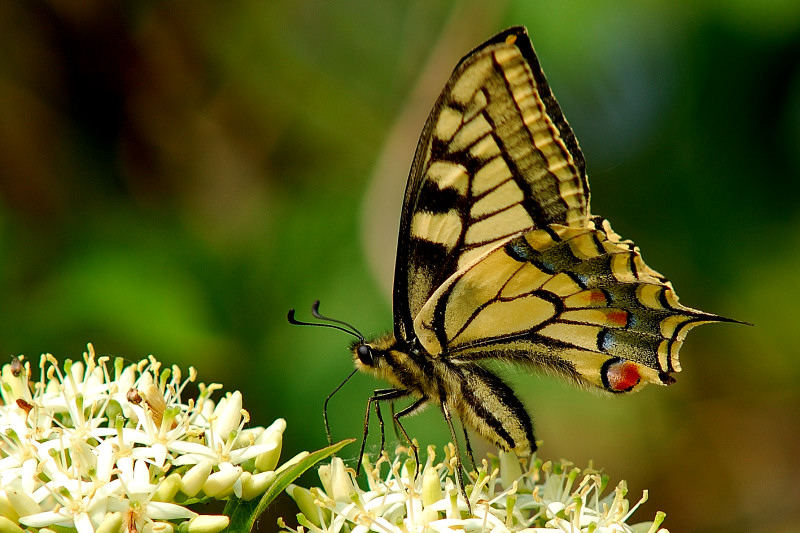 Papilio Machaon