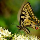 Papilio Machaon