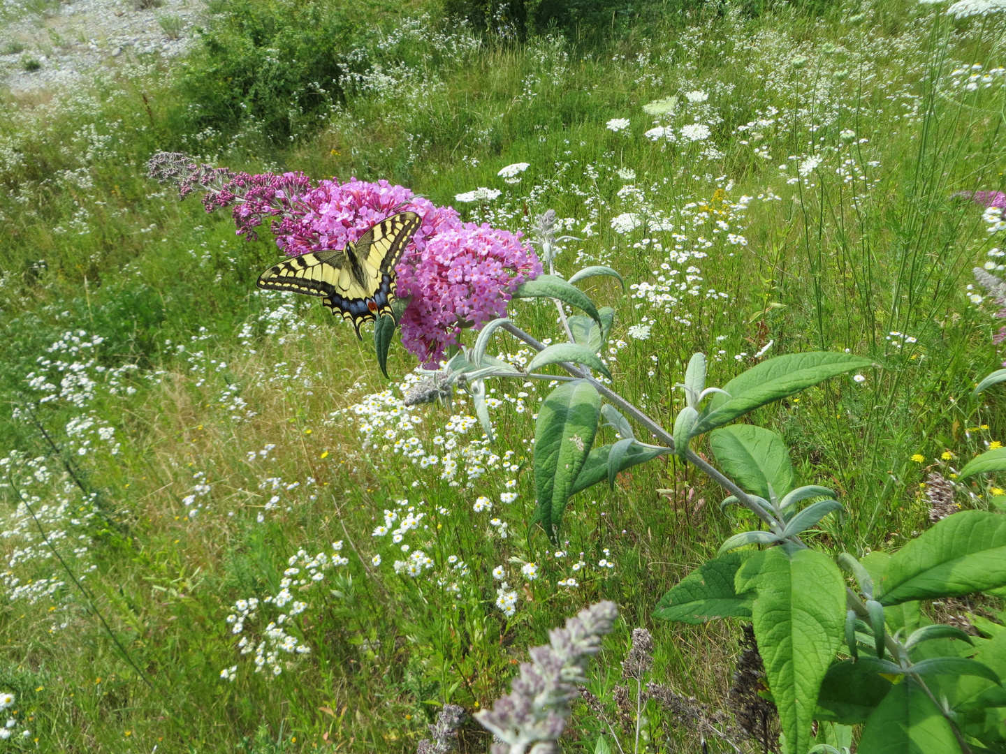 Papilio machaon