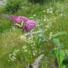 Papilio machaon