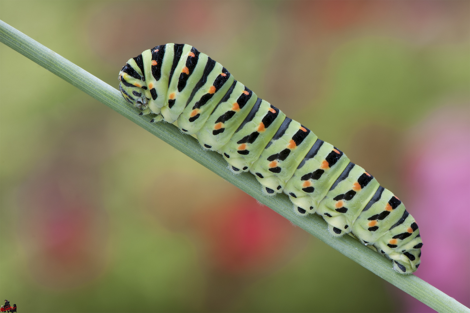 Papilio machaon