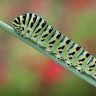 Papilio machaon