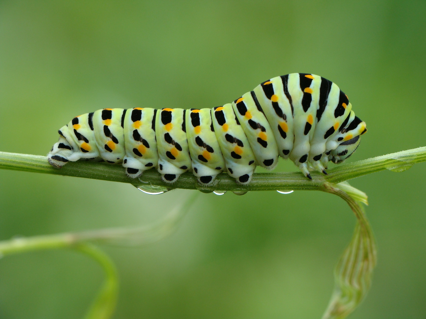 Papilio machaon