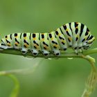 Papilio machaon