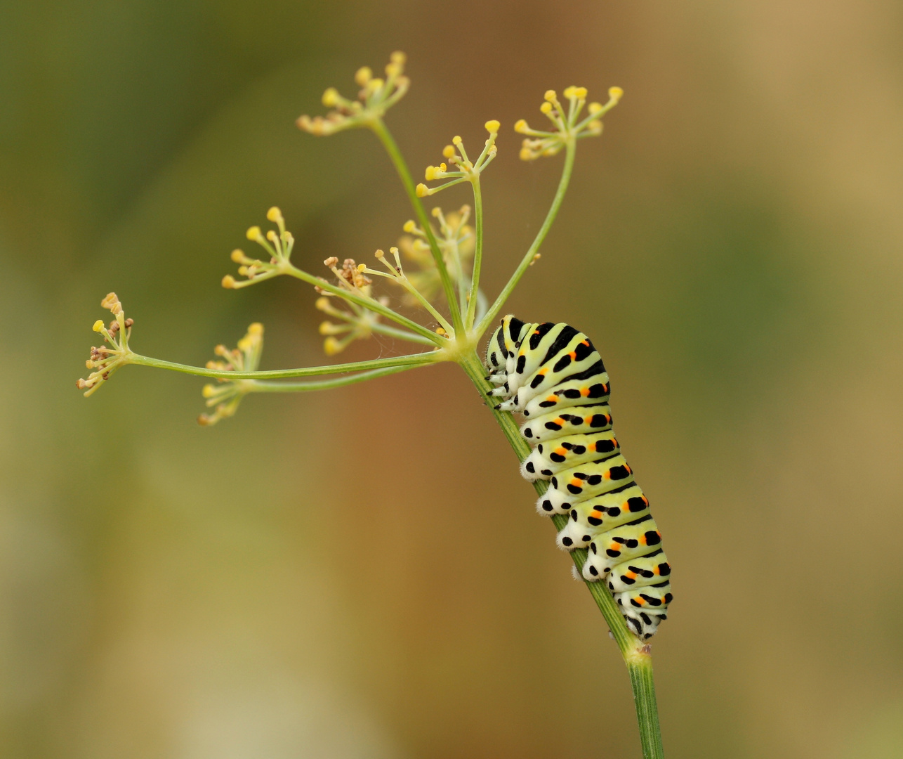 Papilio machaon